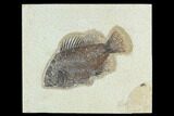 Fossil Fish (Cockerellites) - Green River Formation #129691-1